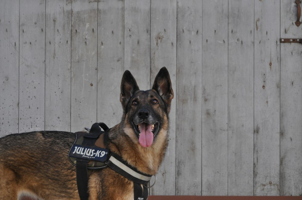 German Shepherd looking ahead with ears up.