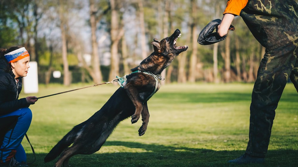 German Shepherd running across a green field.