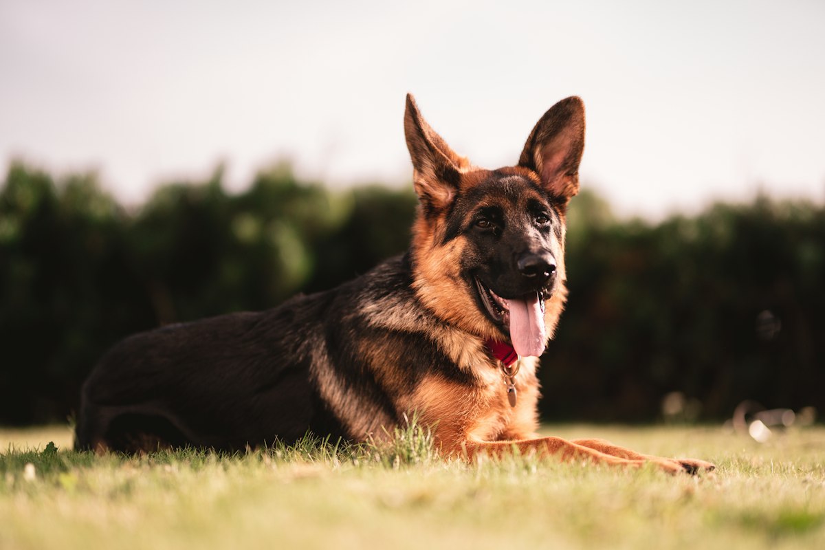 German Shepherd standing in a grass field.