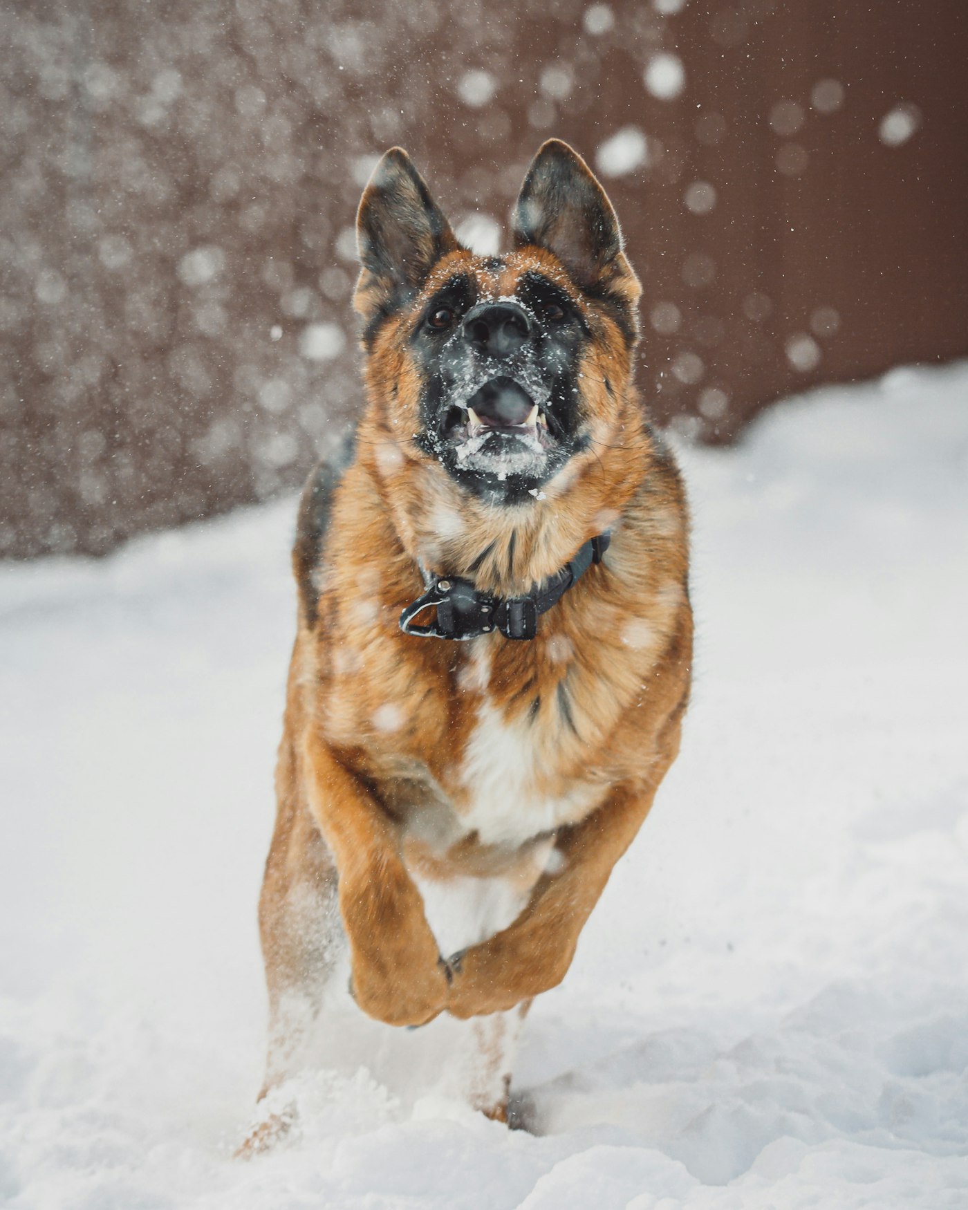 German Shepherd running through fresh snow.