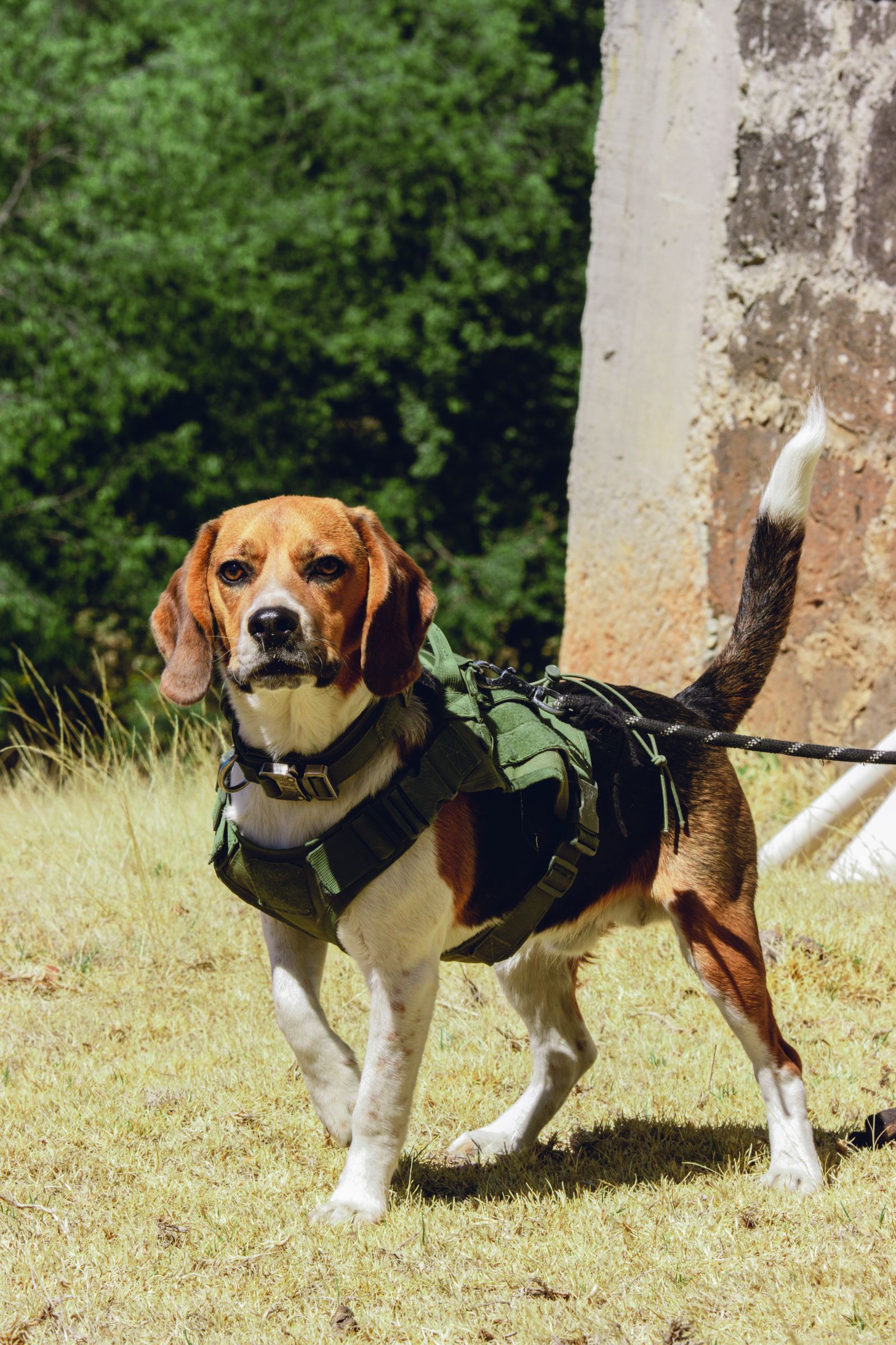 Beagle detection dog in a tactical harness on a leash.