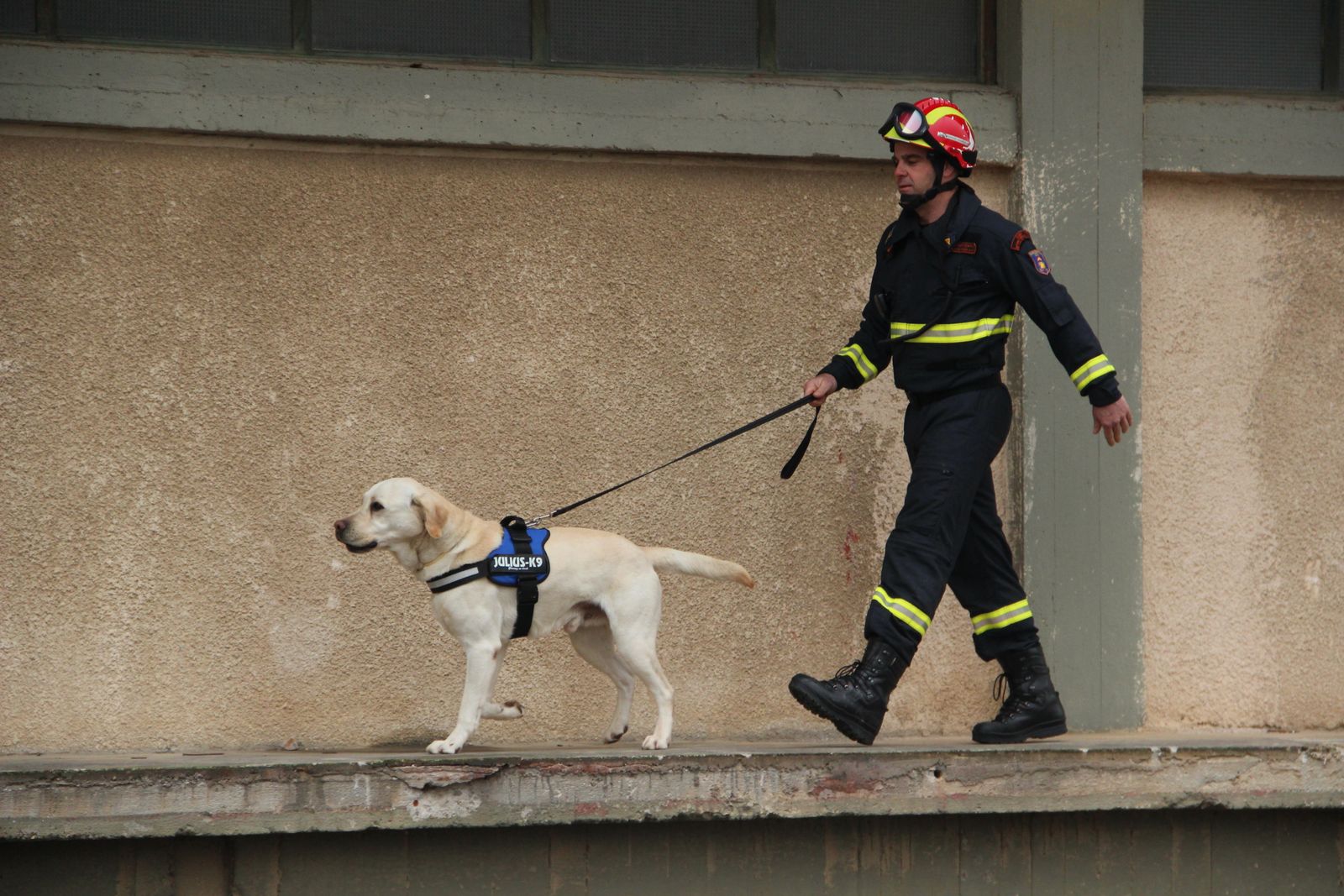 Firefighter walking a Labrador search dog along a building.