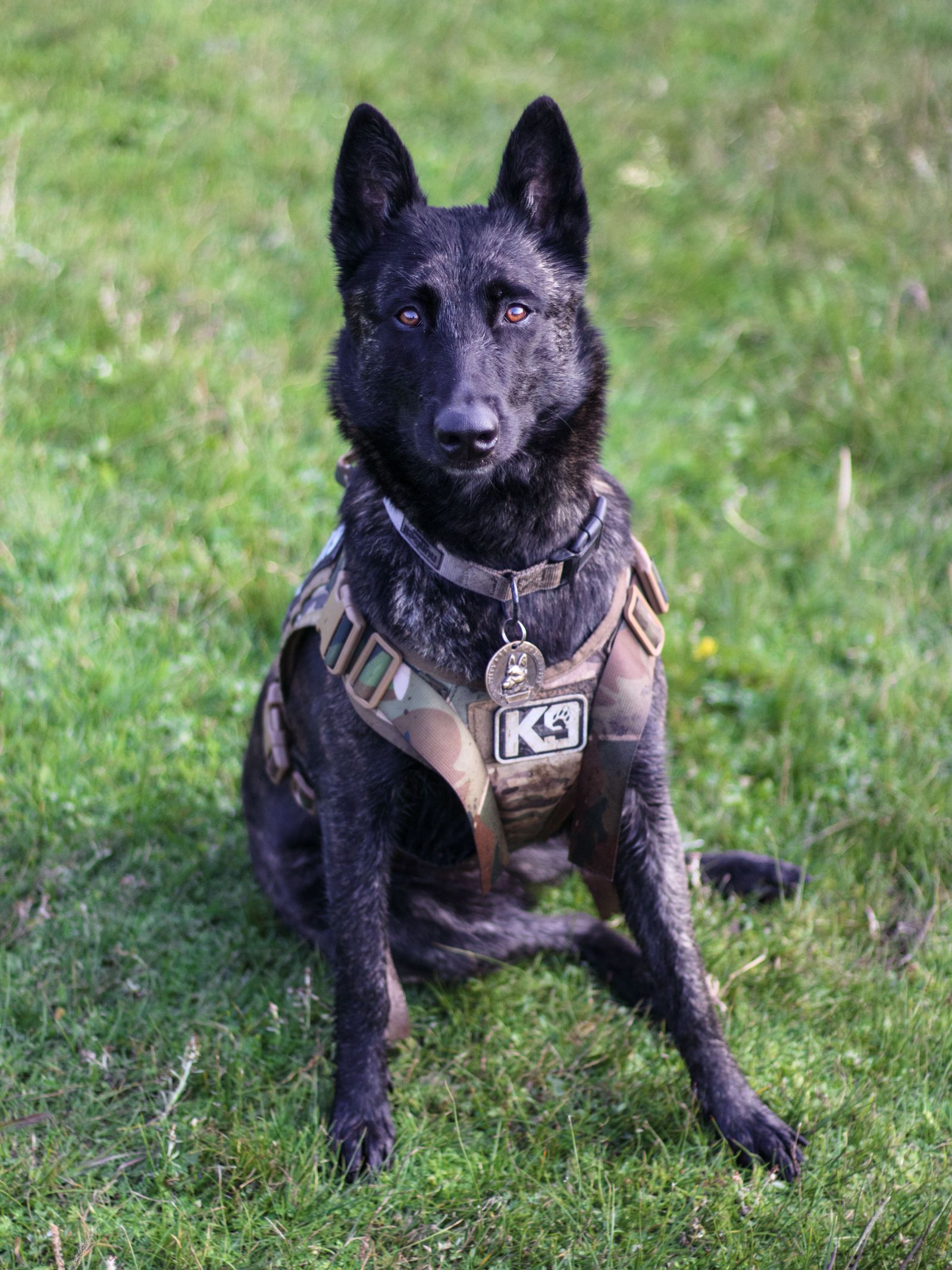 K9 in a working harness sitting alert on grass.