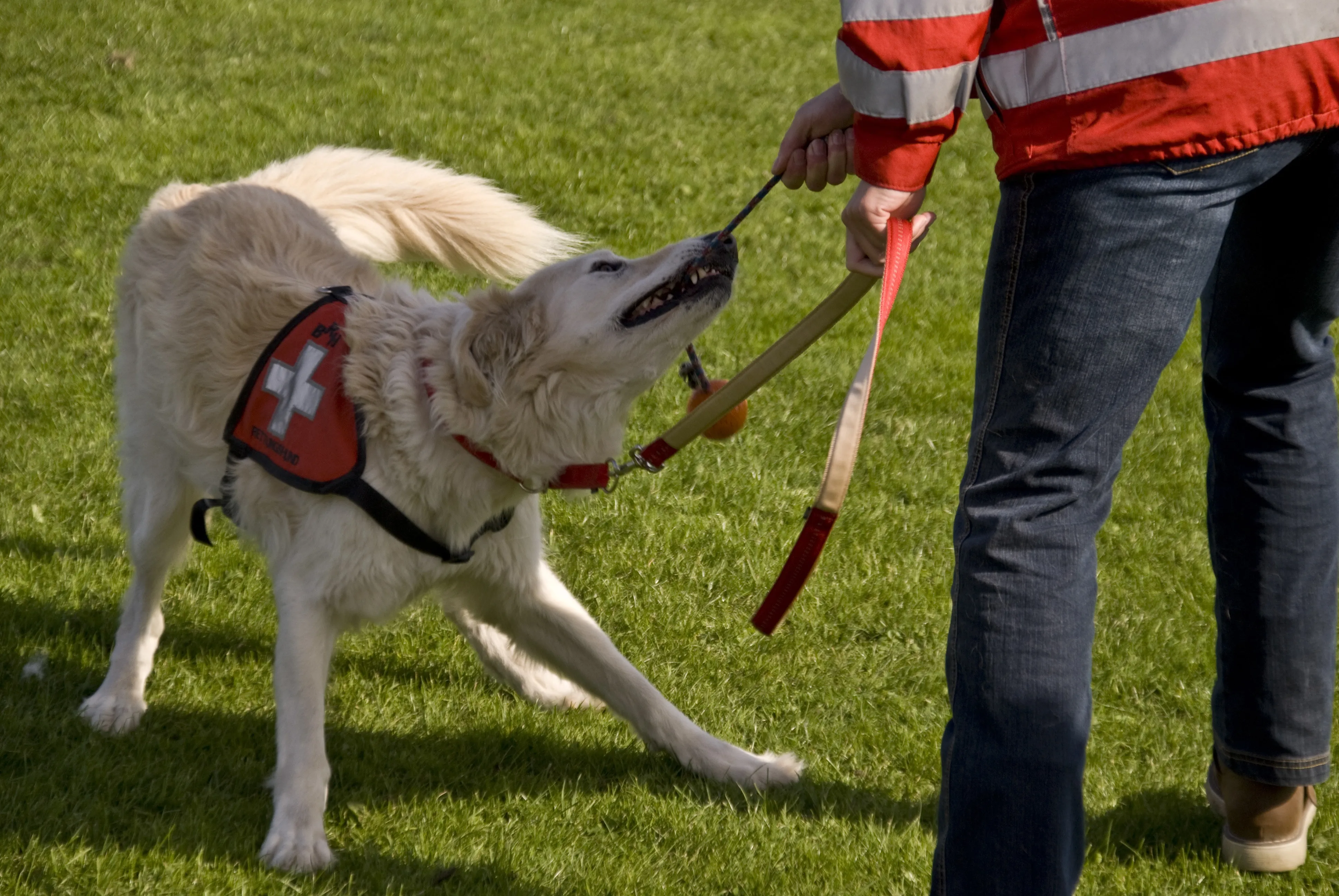 DogBase AI: Smarter Training, Faster Results
