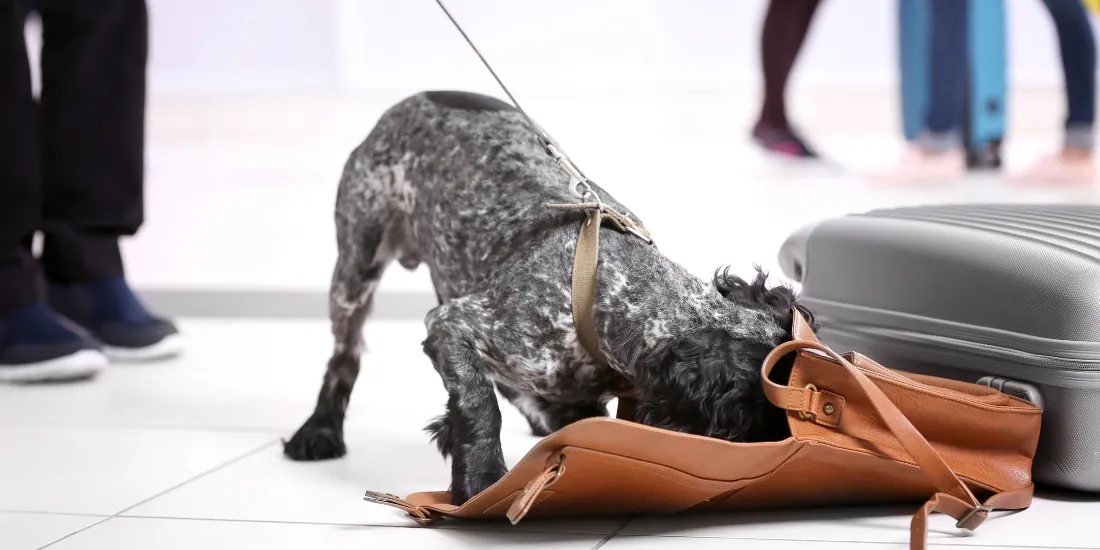 Teach Your Dog Foundational Skills