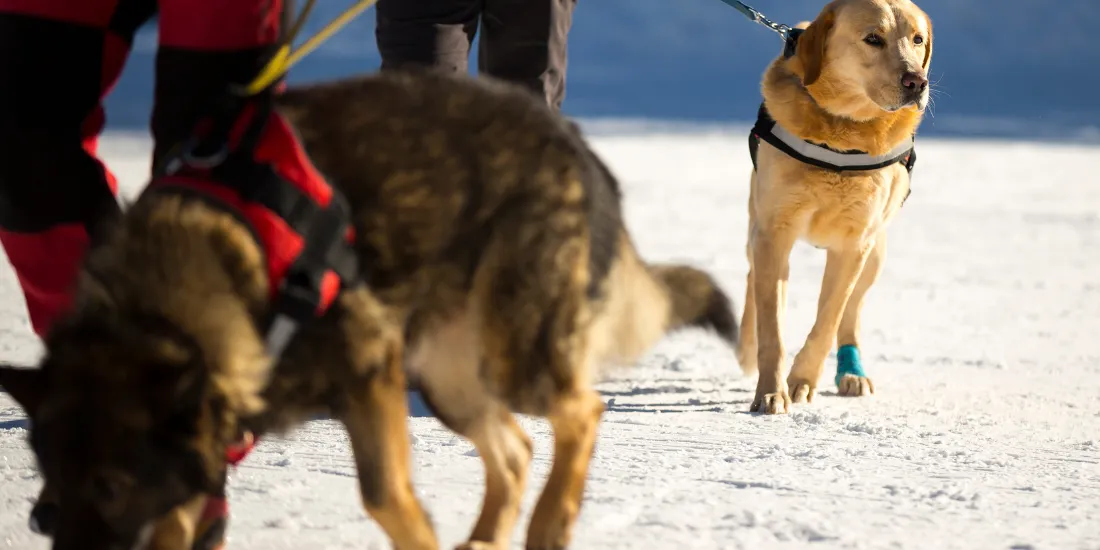 How Much Does Service Dog Training Cost?