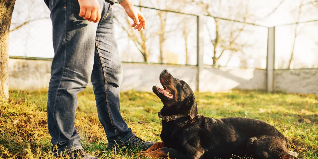 The Role Of A Service Dog