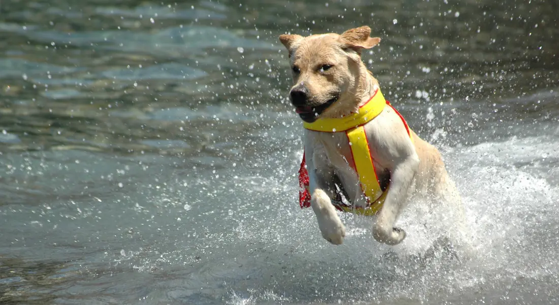 Dog Running in water