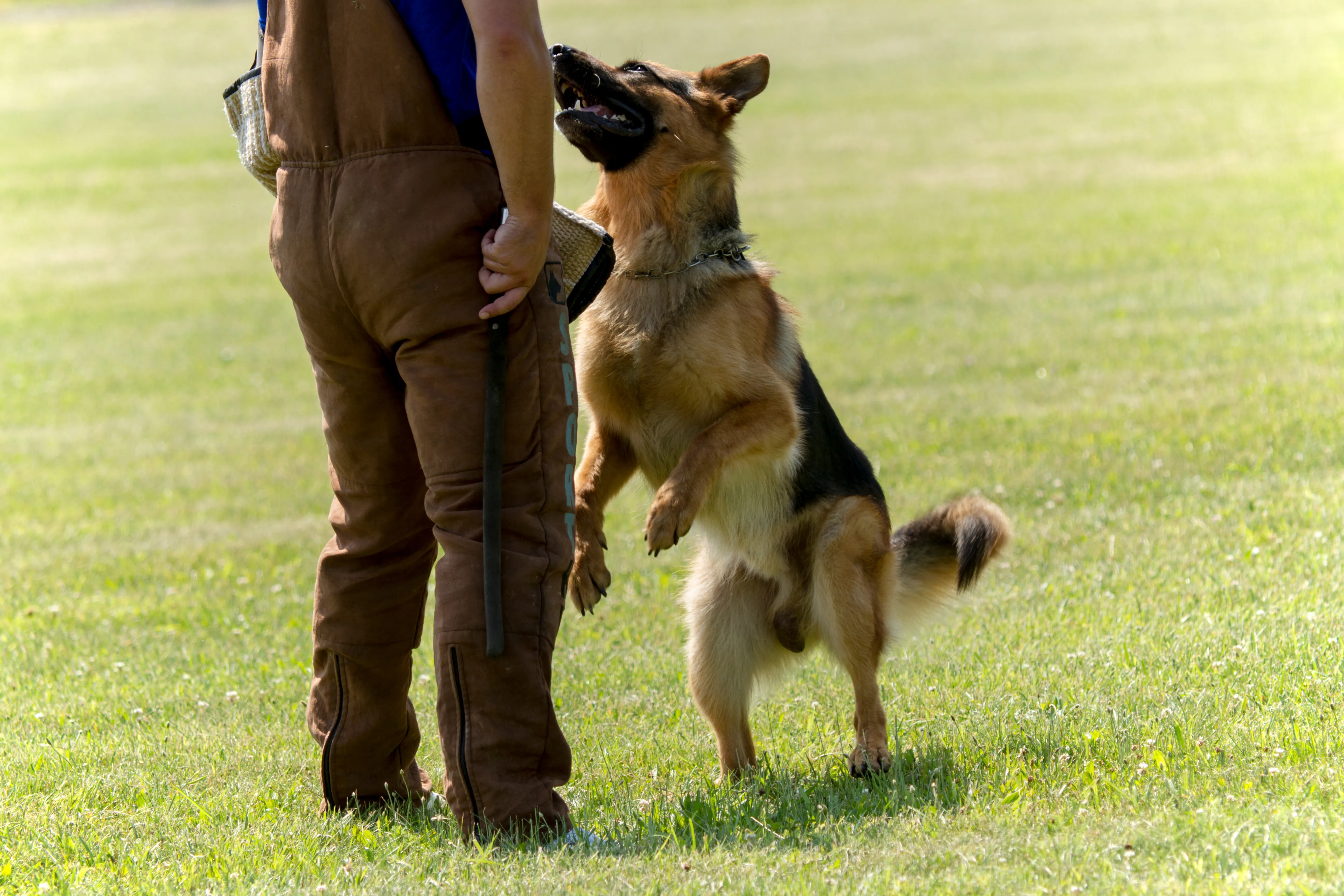 K9 Training DogBase
