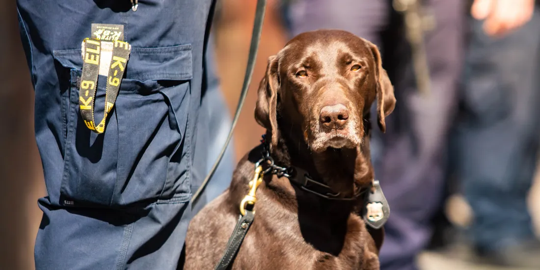 SAR K9 Dog