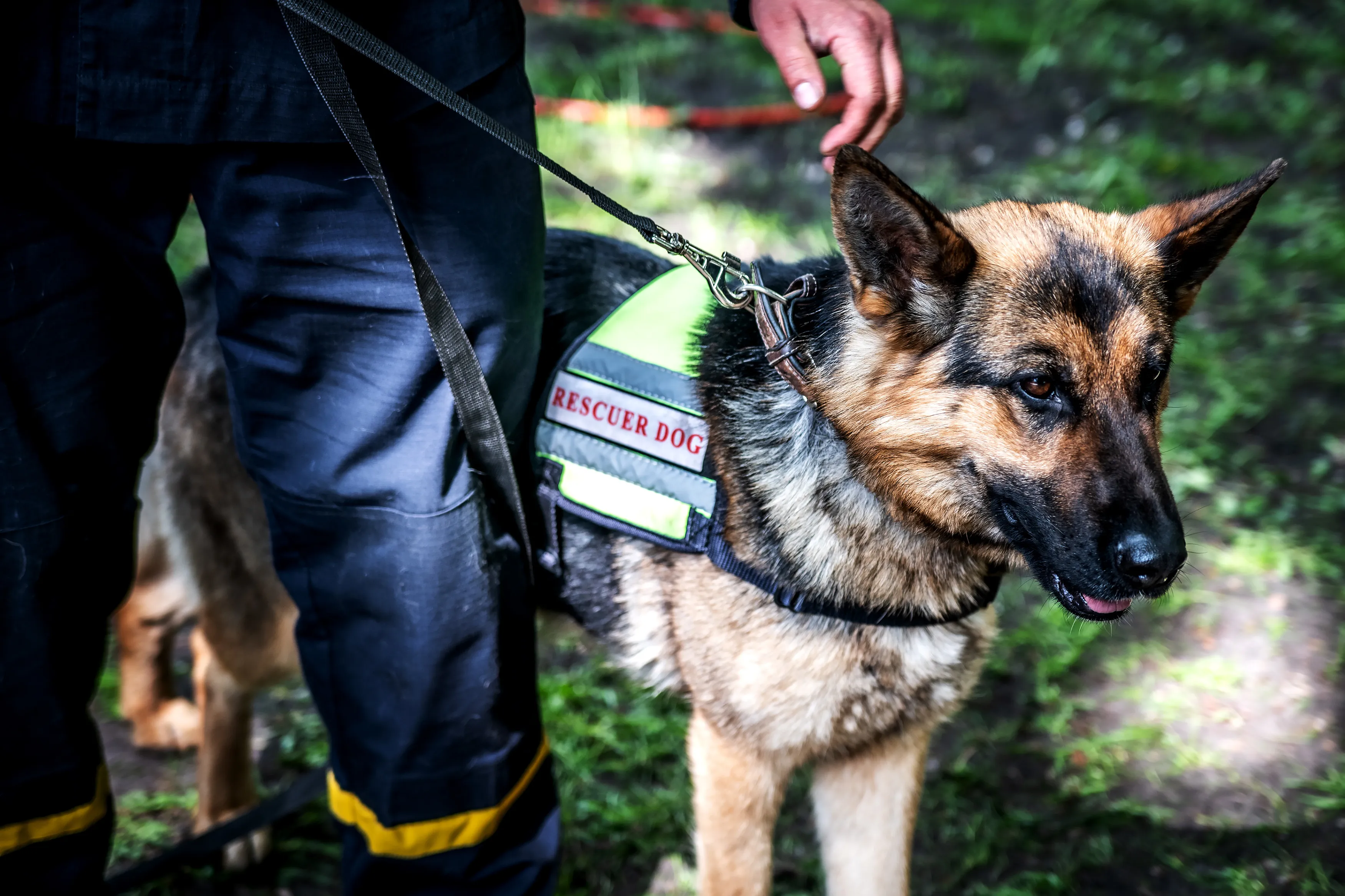 Search and Rescue K9 Training