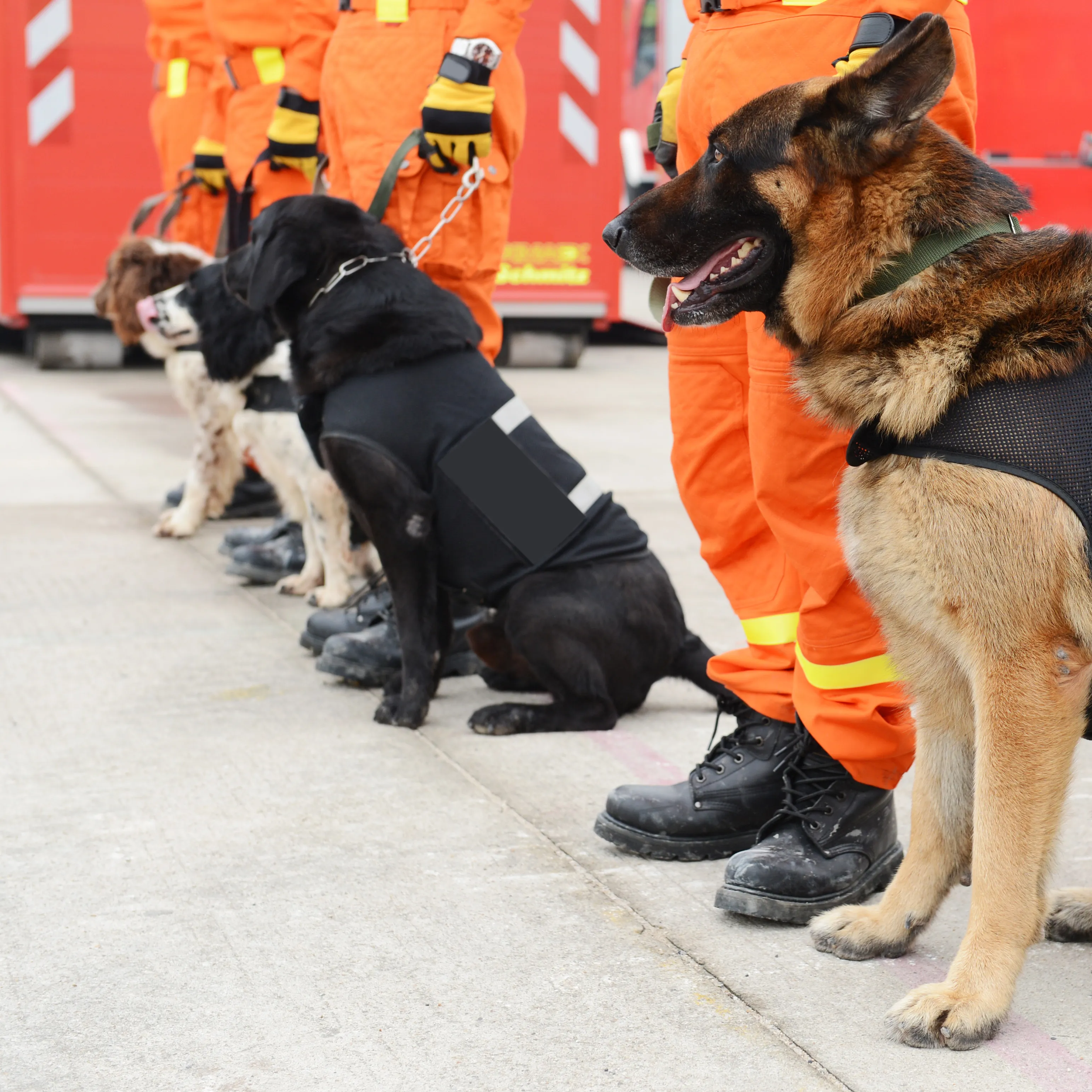 The Role Of AI In Search And Rescue K9 Training