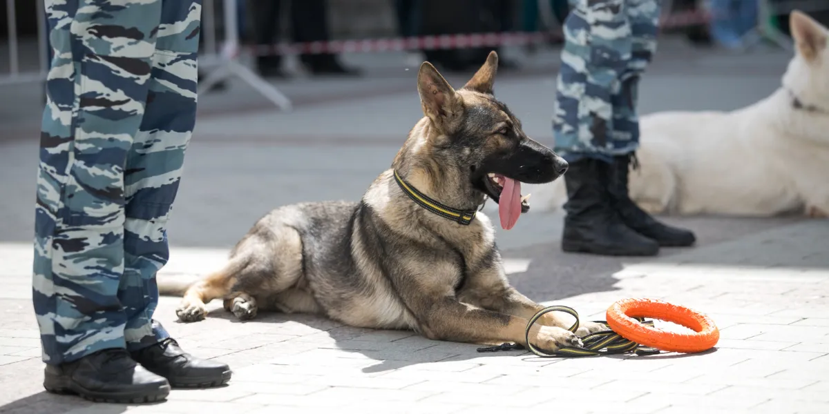 dog in own position 