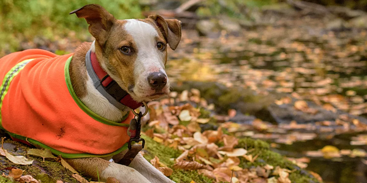 working dog