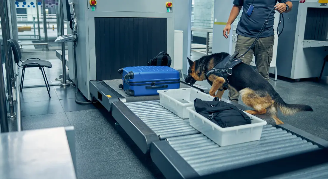 Bio detection dog