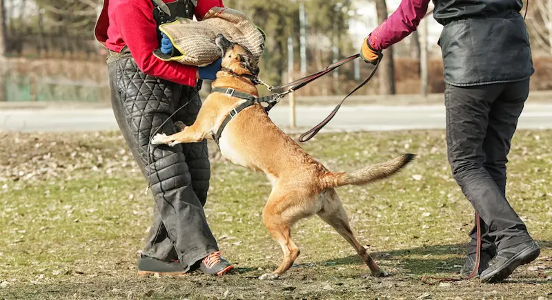 Dog bitting big sleve