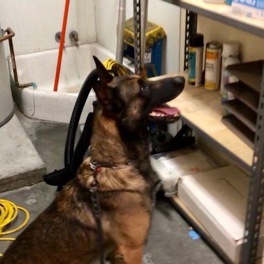 Electronic Odor Detection Course