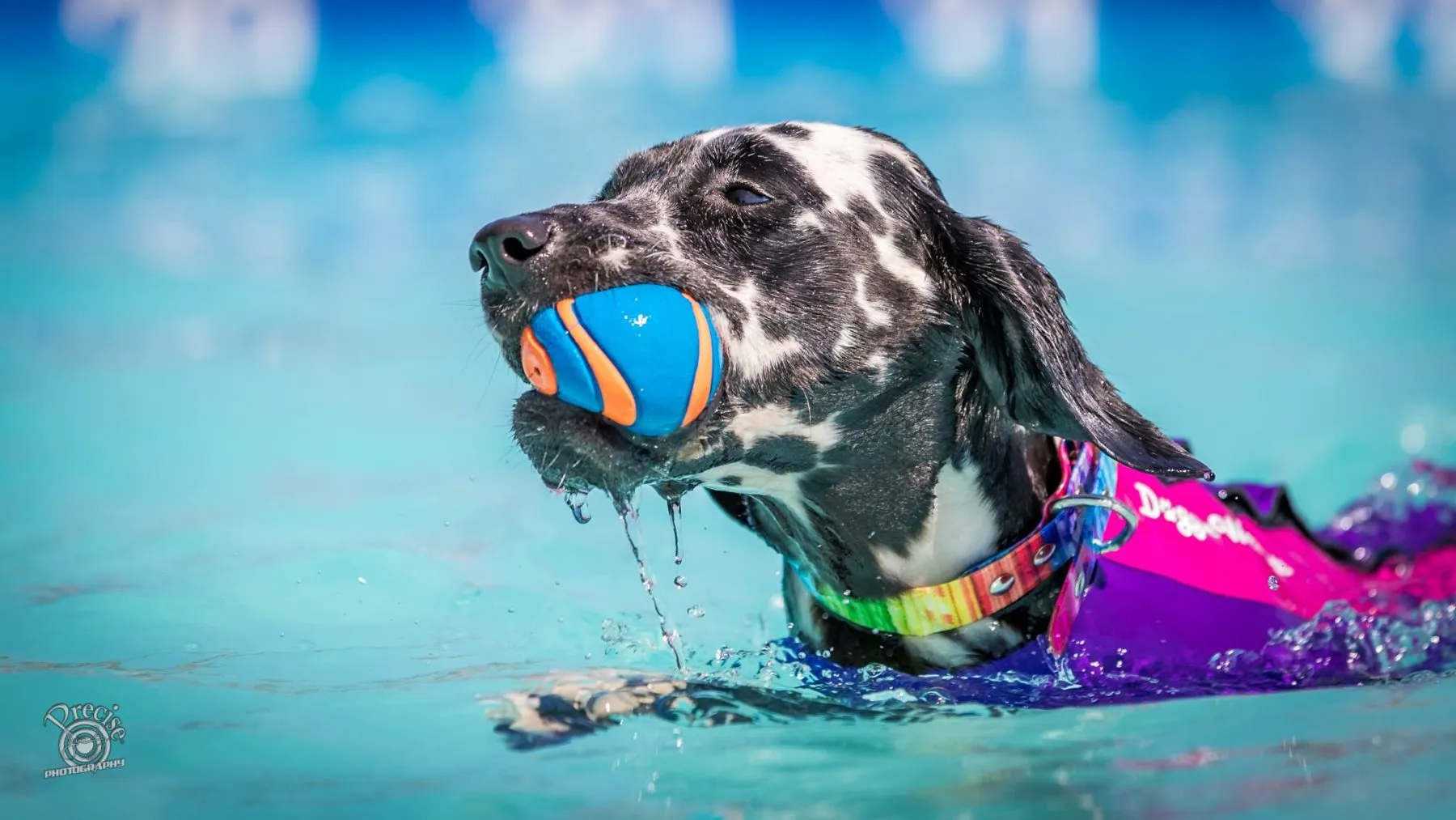 Paws Fest, National Sportsmen's Series. Big Air and Speed Retrieve Competition