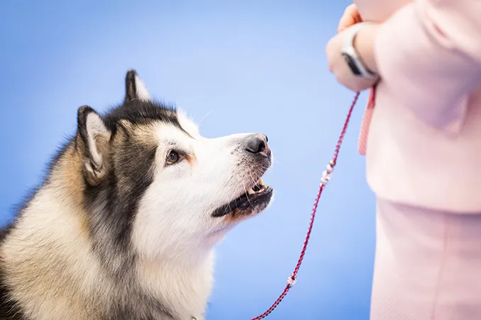 World Dog Show