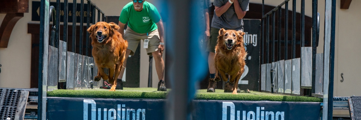 Pro Plan Dueling Dogs at GoPro Mountain Games