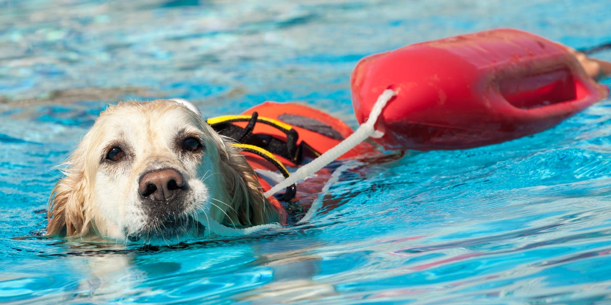 9 unusual and cool jobs you didn't know dogs could have