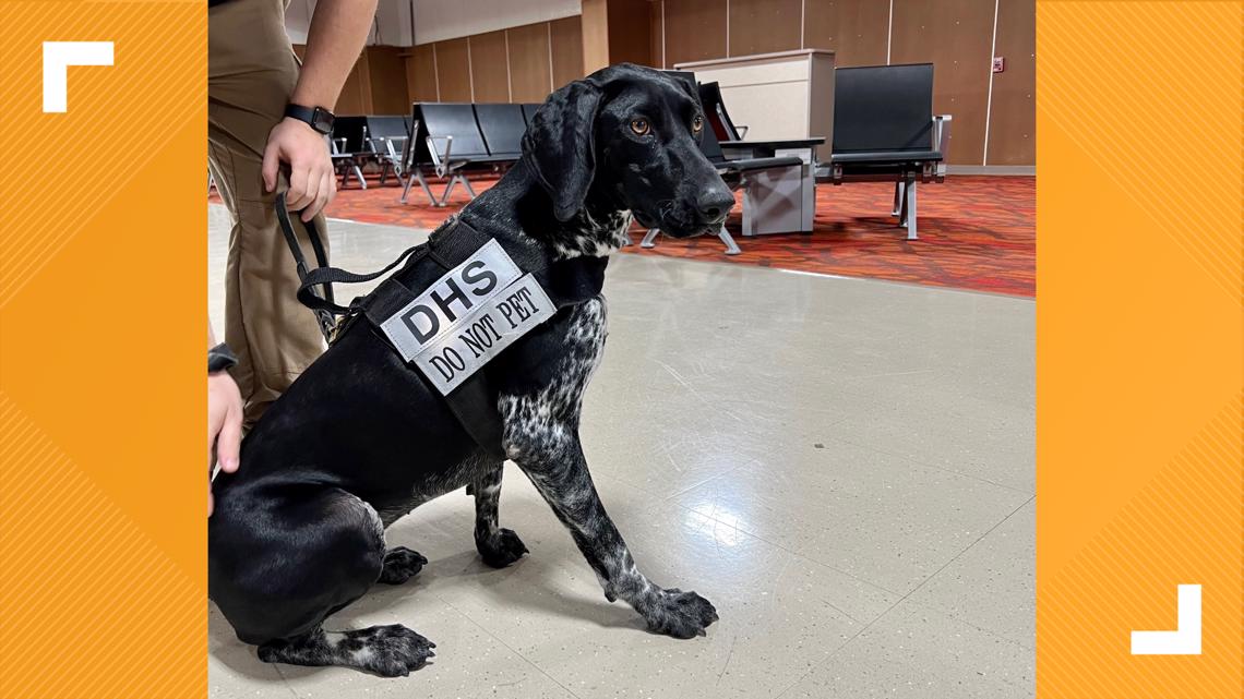 'They’re almost like a professional athlete' | TSA trains canines to protect travelers