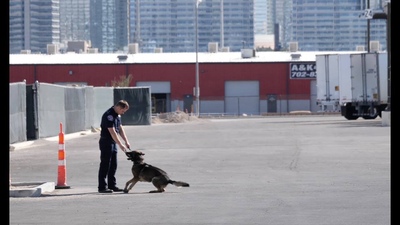 (13) WVC competes at 29th Annual Las Vegas Police K9 Trials - YouTube