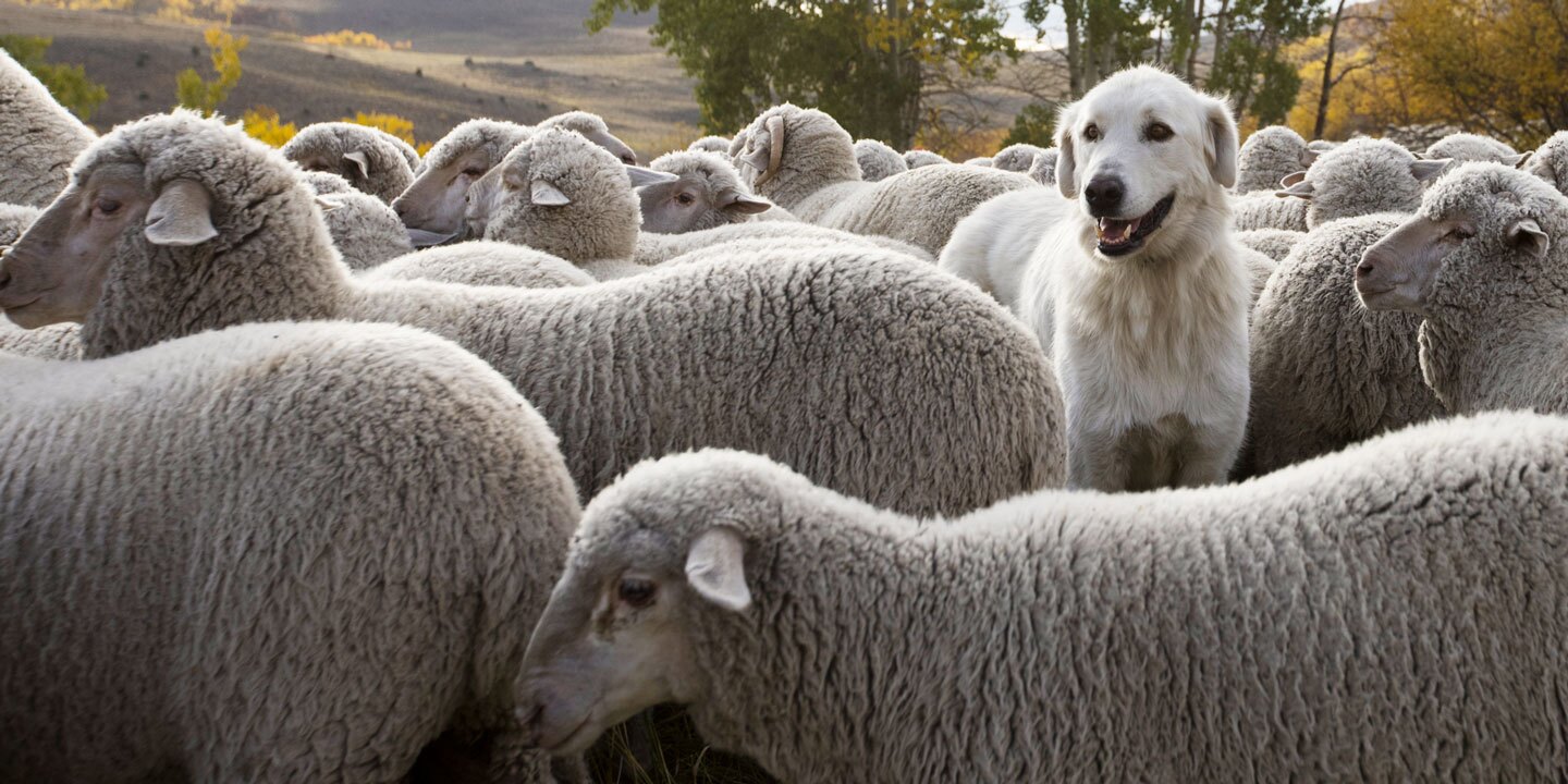 A Competition for Clever Dogs Draws Thousands to Colorado