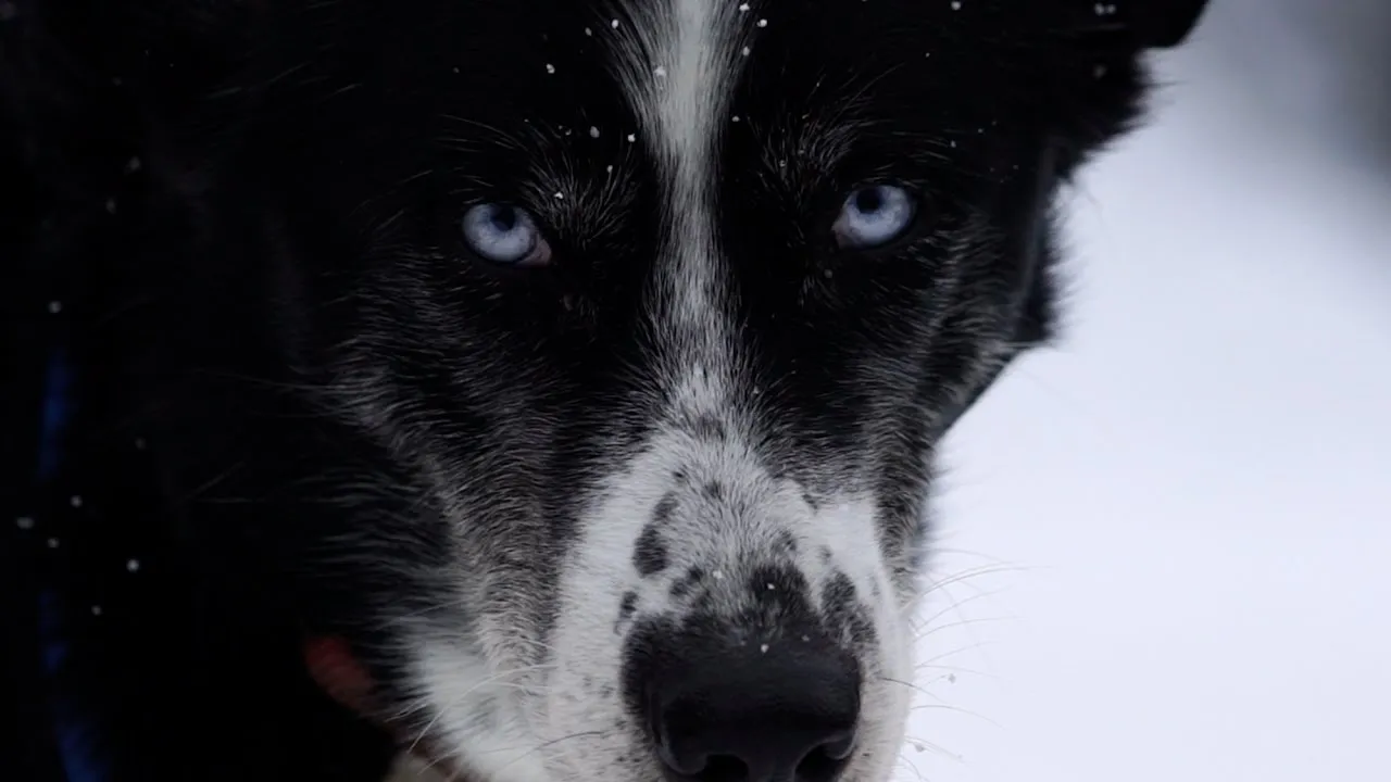 A Life With Dogs: Megan Routley - Kingmik Dog Sled Tours