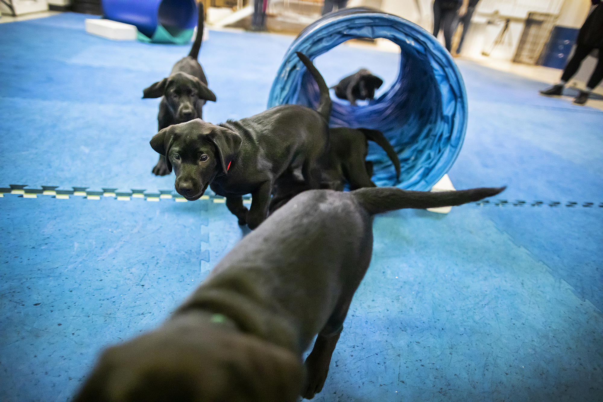 A decade of advancing working dogs for the greater good