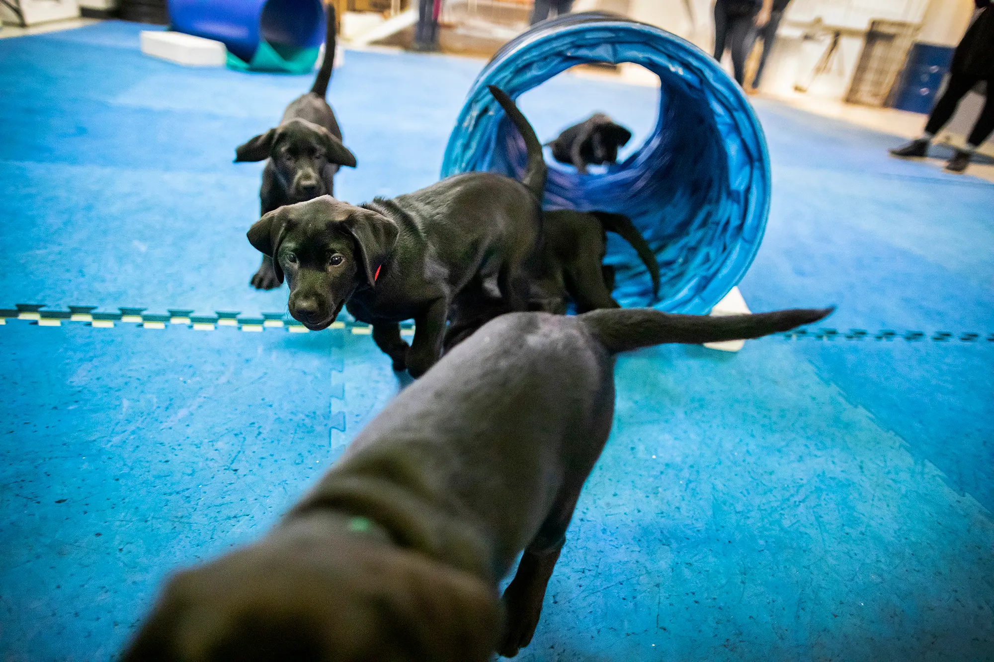 A decade of advancing working dogs for the greater good