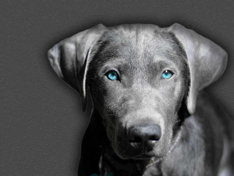 Applying Science to the Art of Detection Canines