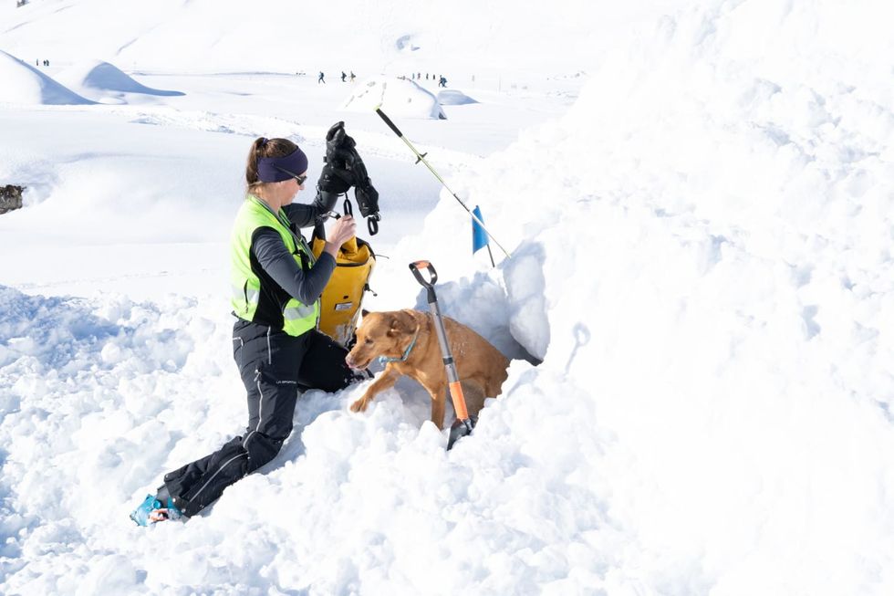 Alpine rescuers: Swiss canine training for avalanche search teams