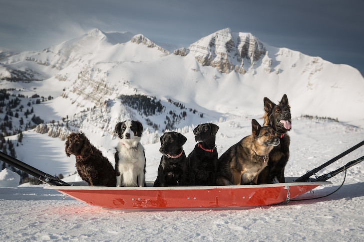 Awe-inspiring Avalanche Dogs: Search and Rescue in the Snow