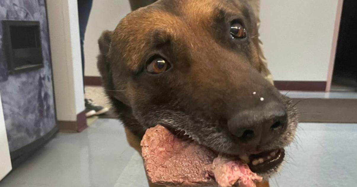 Big 10: A salute to law enforcement's four-legged stars