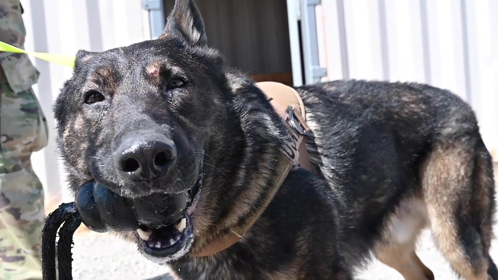 Ben, an Air Force dog based at Travis Air Force Base, Calif.