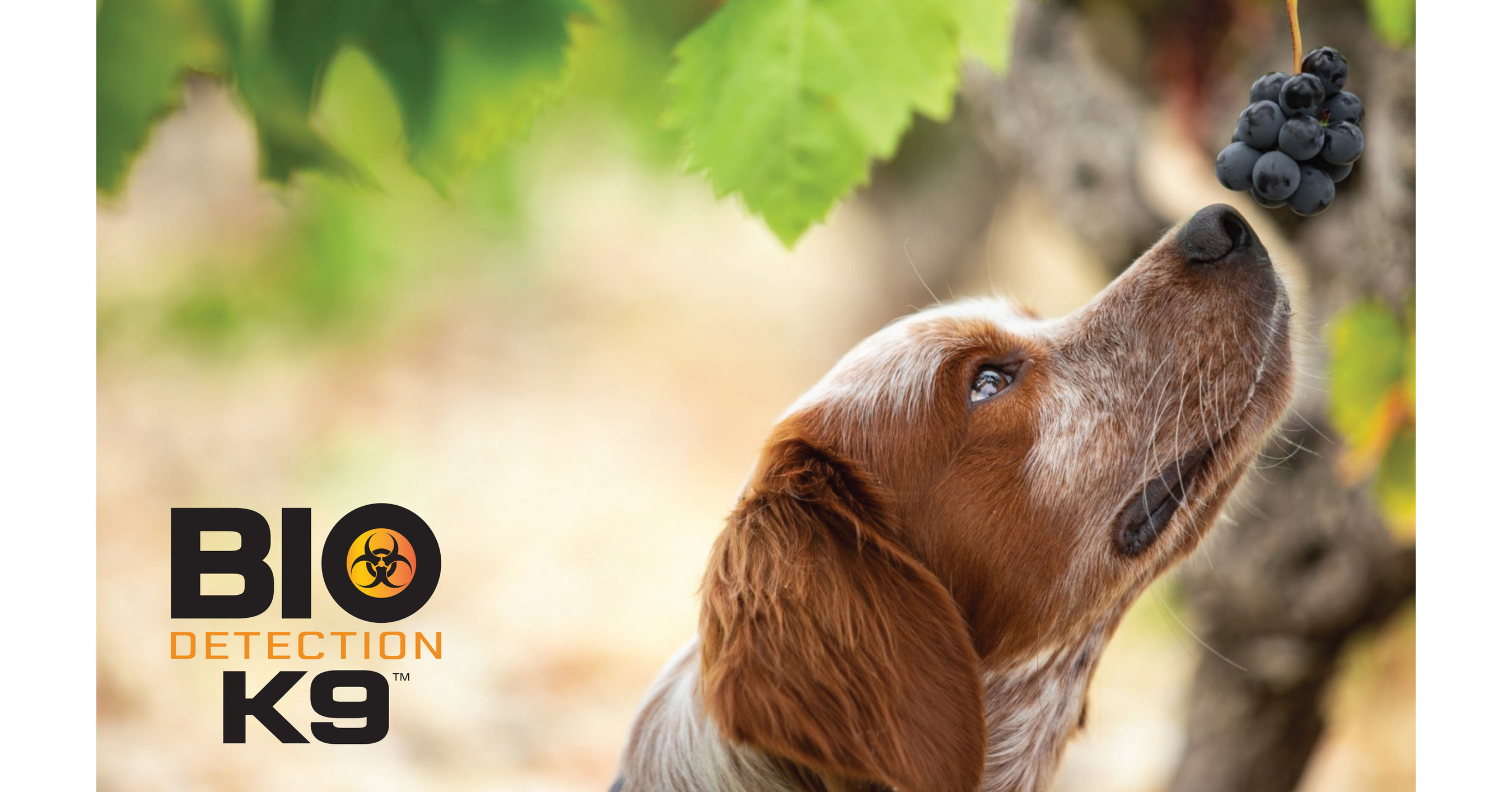 Bio Detection K9 Develops Cutting-Edge Detection for Grape Virus Diseases