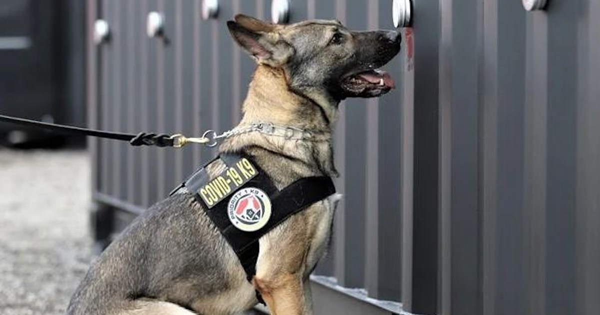 COVID Detection Dogs Are Being Used For Tours By Tool, Metallica And Others