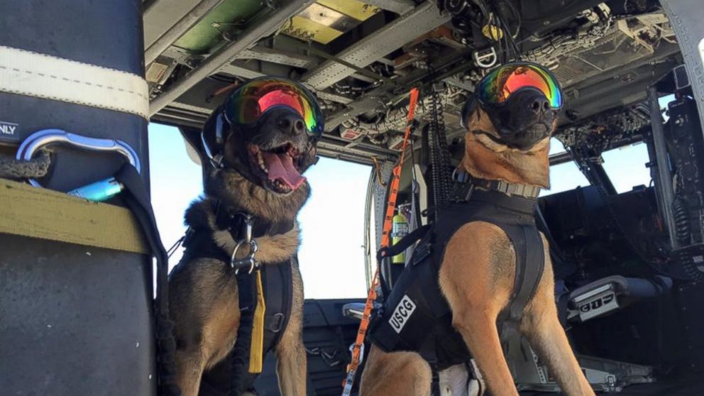 Coast Guard K9 training
