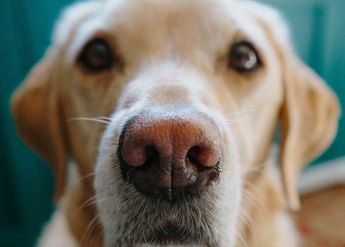 Detection Dogs: Improving the Training