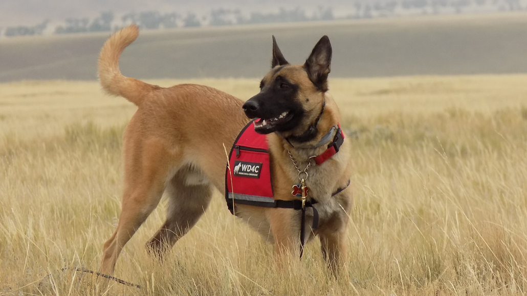 Conservation is going to the dogs