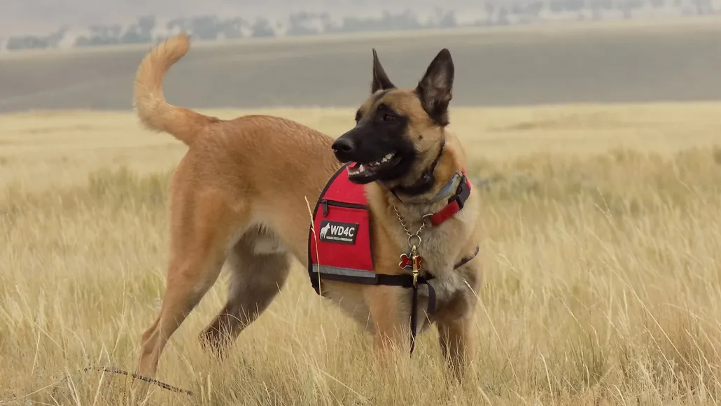 Conservation is going to the dogs