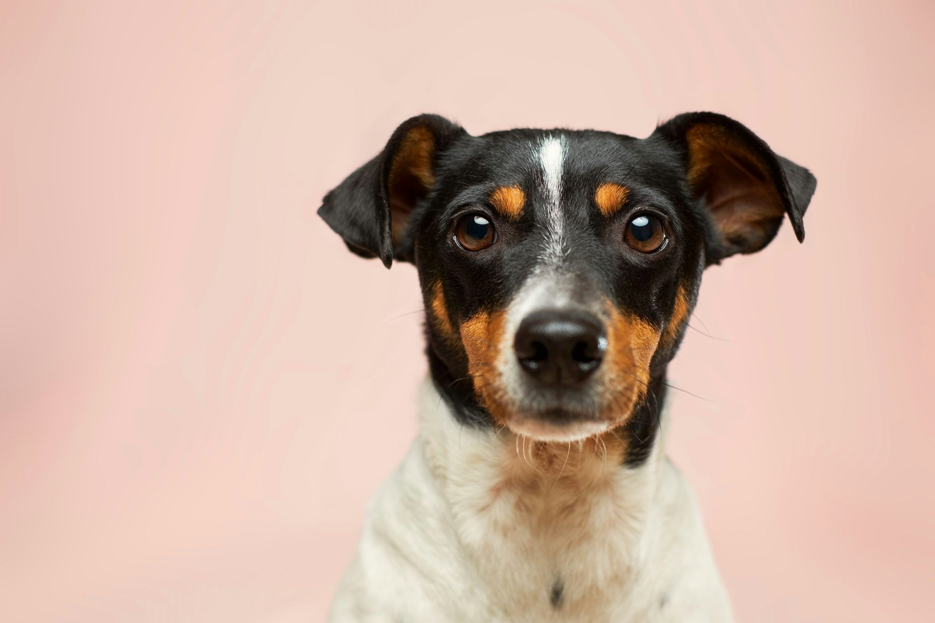 Can sniffer dogs really detect COVID almost as well as a PCR test? Turns out they can