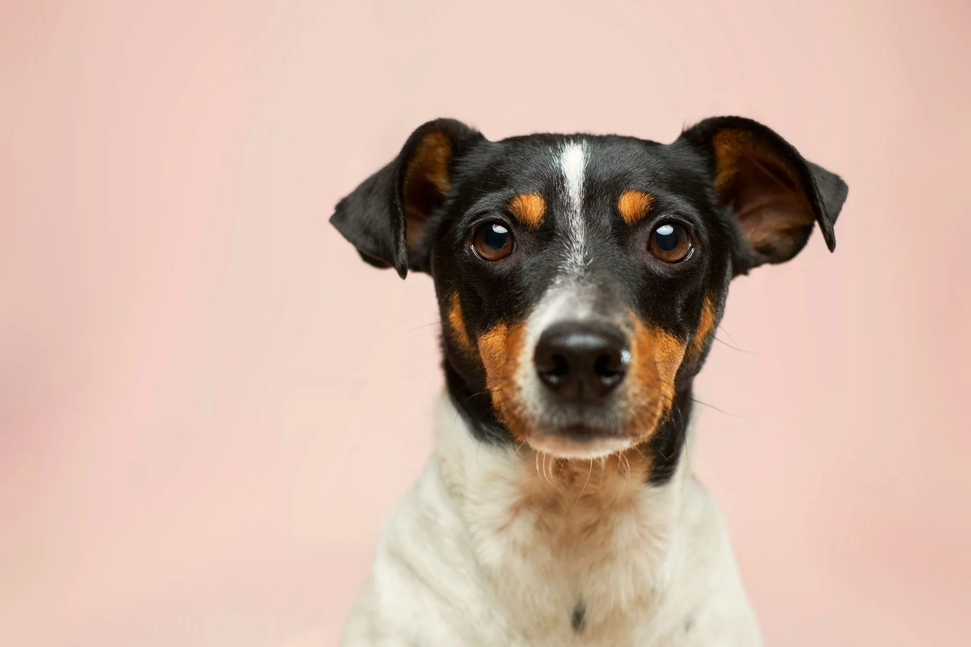 Can sniffer dogs really detect COVID almost as well as a PCR test? Turns out they can