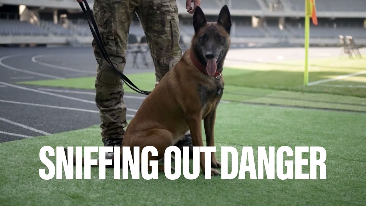 Cute dogs, big mission: Watch NATO EOD canines in action