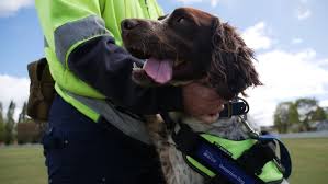 Detection dogs helping regional New South Wales save water by sniffing out leaky pipes