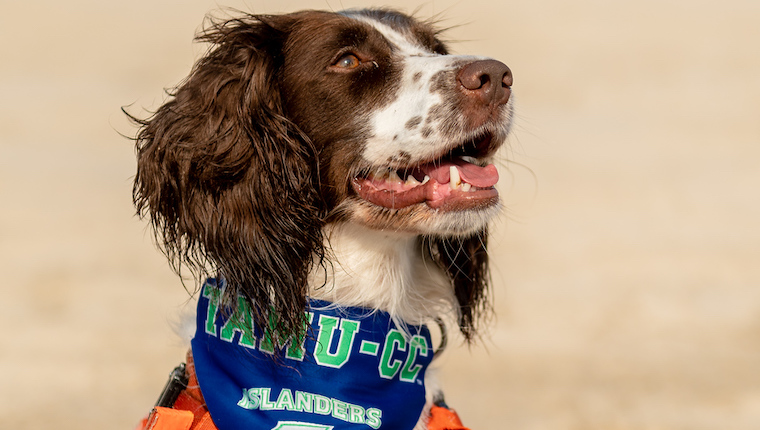 Dogs Employed To Sniff Out Crude Oil on Texas Beaches