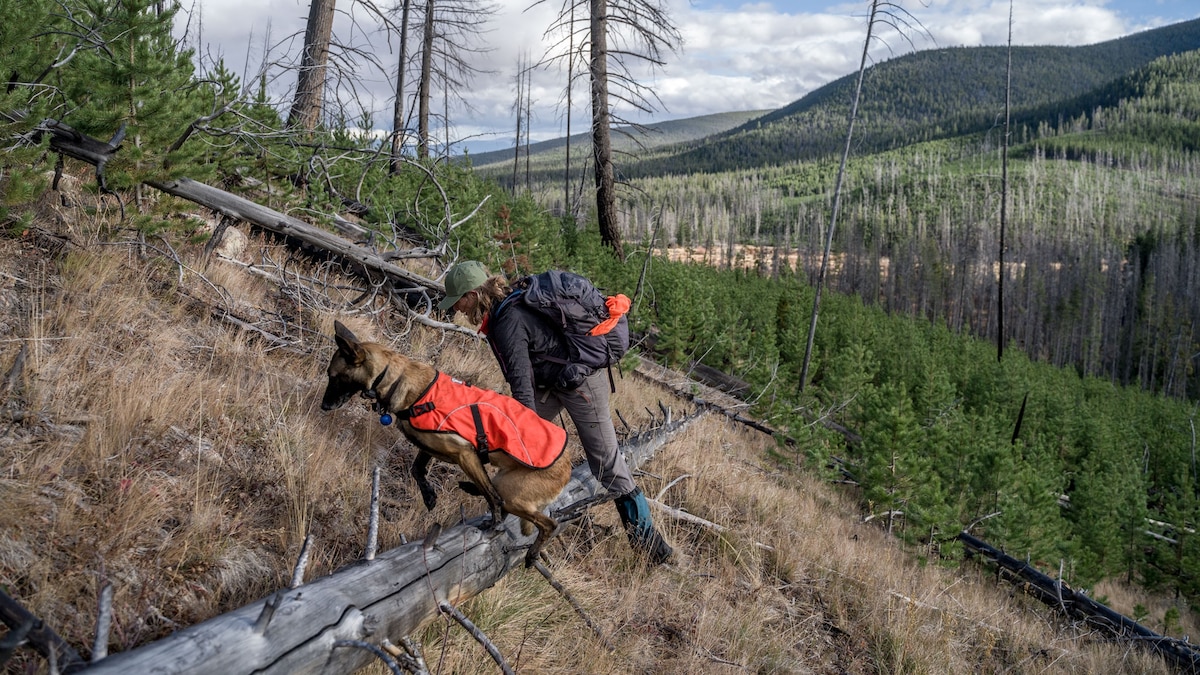 Dogs put their noses to work saving wildlife