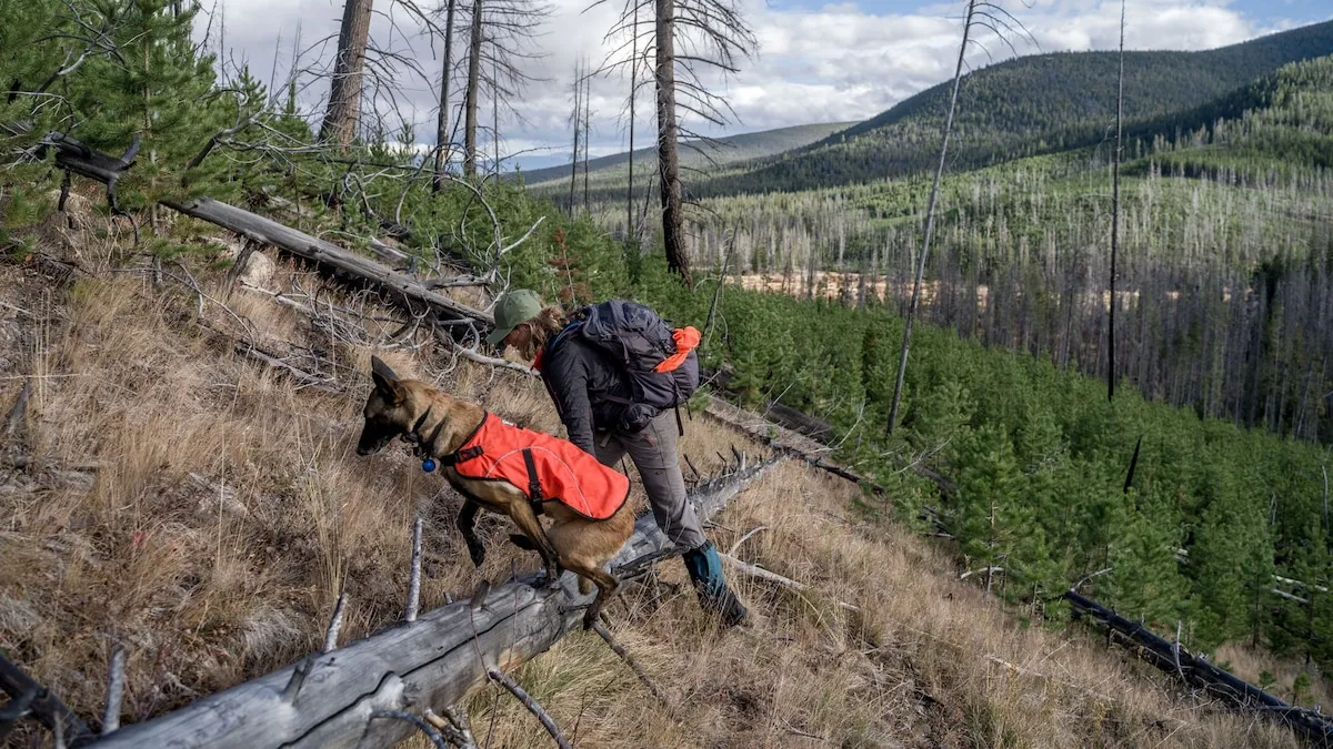 Dogs put their noses to work saving wildlife