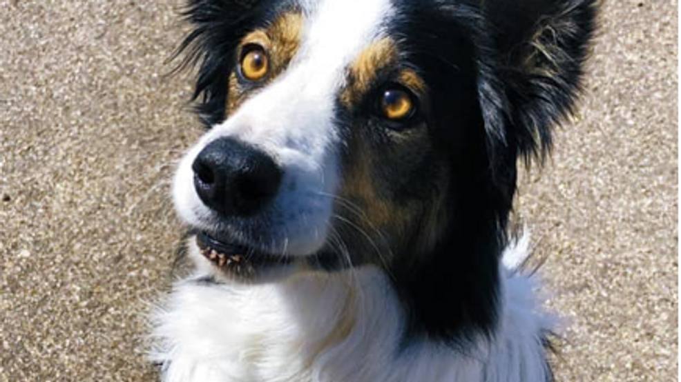 Dogs tasked with inspecting for zebra mussels returning to Lake Meredith